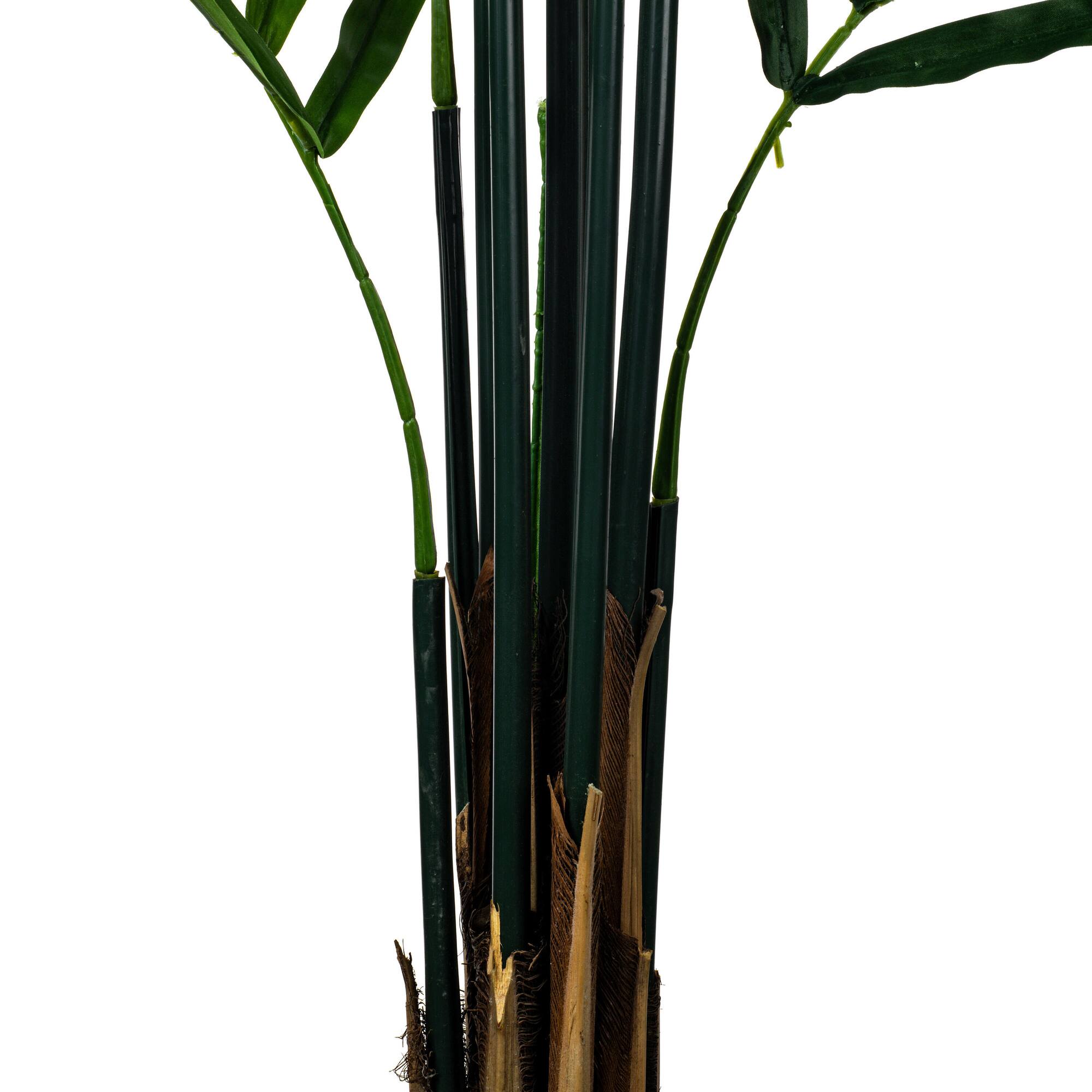 6ft. Potted Kentia Palm